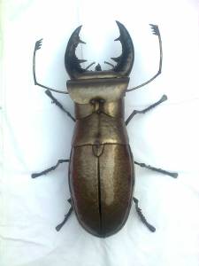 Stag beetle
