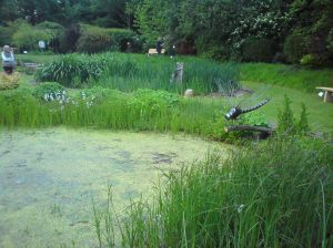 Uptail dragonfly at Hookshouse Pottery May 2015