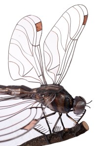 photo credit: Carrie Hitchcock