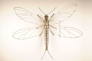 Dragonfly (with ruler for scale)